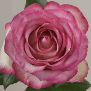 ROSE CAROUSEL - 40 CM